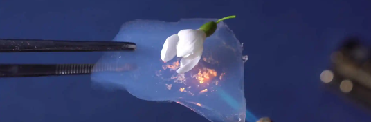 hjc888黄金城--手机版app官网