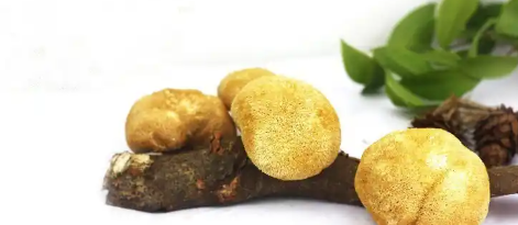 hjc888黄金城--手机版app官网