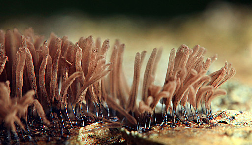 hjc888黄金城--手机版app官网