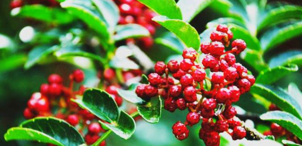 hjc888黄金城--手机版app官网