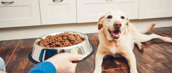 hjc888黄金城--手机版app官网