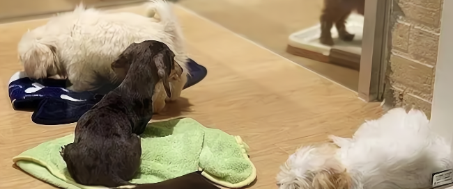 hjc888黄金城--手机版app官网