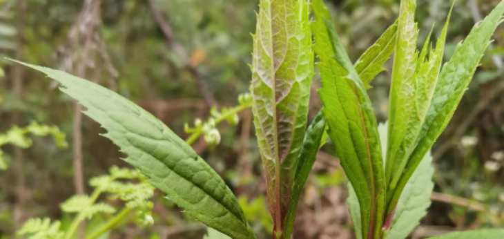 hjc888黄金城--手机版app官网