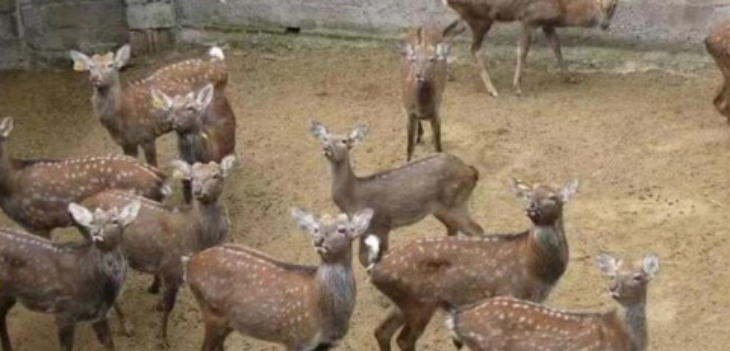 hjc888黄金城--手机版app官网