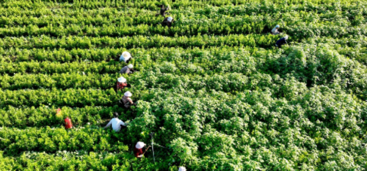 hjc888黄金城--手机版app官网