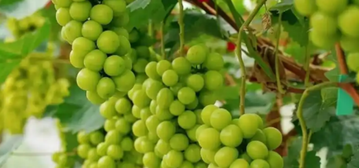 hjc888黄金城--手机版app官网