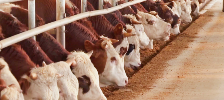 hjc888黄金城--手机版app官网