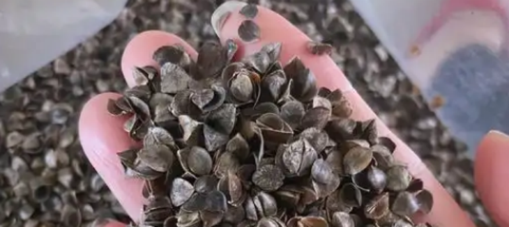 hjc888黄金城--手机版app官网