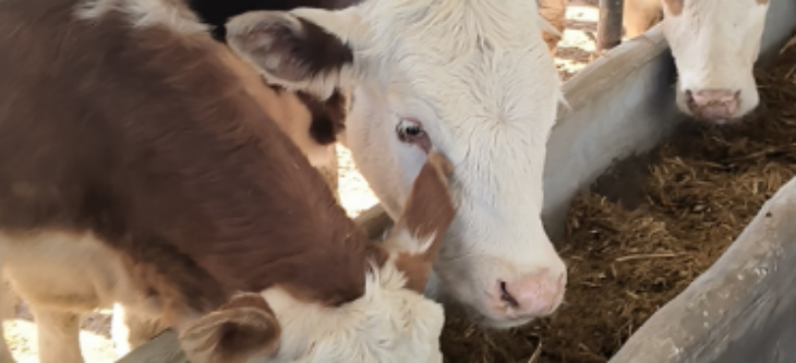 hjc888黄金城--手机版app官网