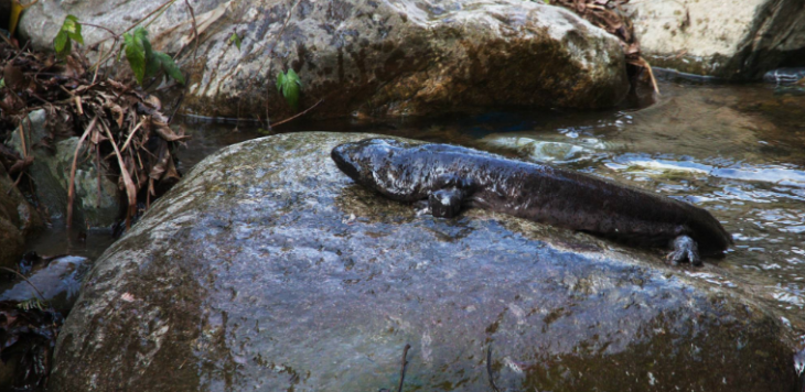 hjc888黄金城--手机版app官网